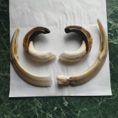 116.75 CIC