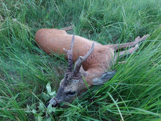 Další úspěšný doprovod