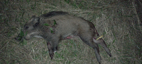 Spomienka na september