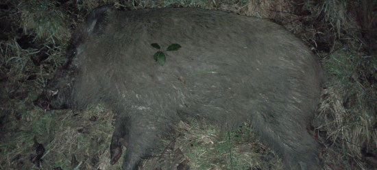 Poslal mi ho sám najväčší