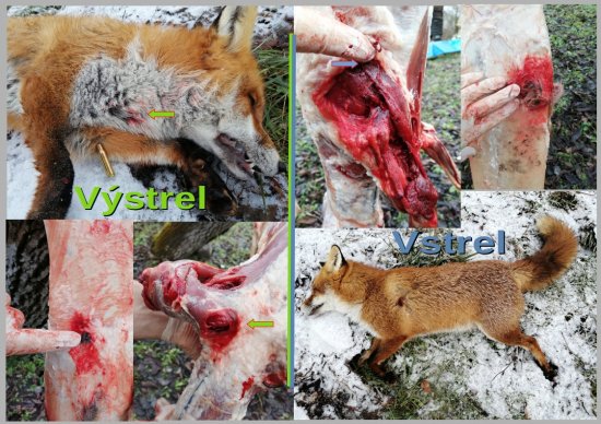 222 Rem. RWS TM 3,24g / 50grs, Lišiak