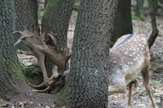 Neuvidím... Neuverím...