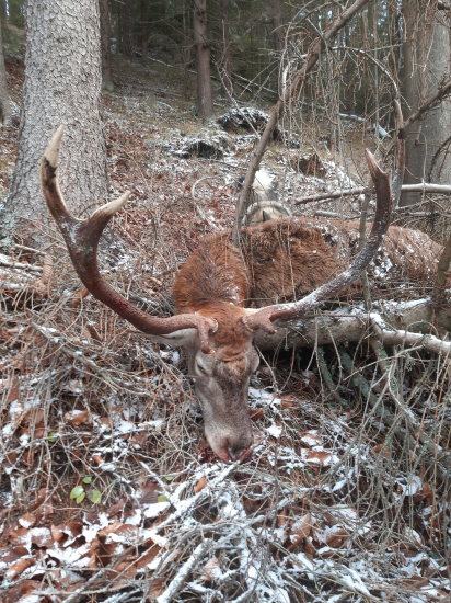 Decembrove prekvapenie