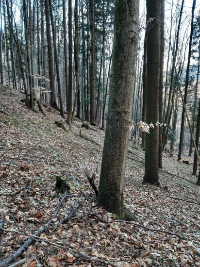 Schovaný za bukom