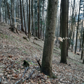 Schovaný za bukom