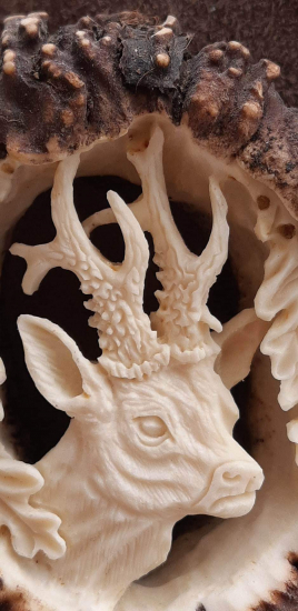 Srnec raritka podla fotky trofeje