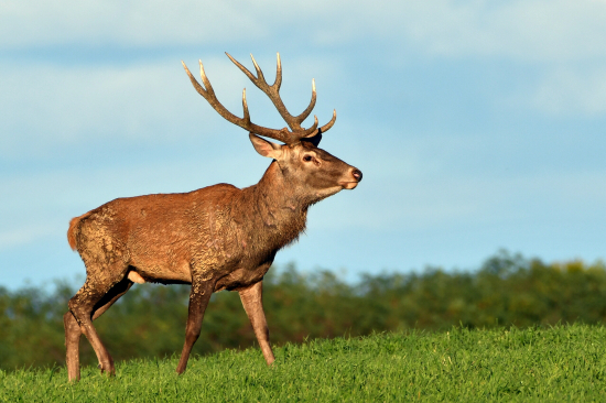 Desatorák z ruje ...