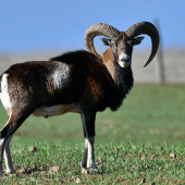 Baran
