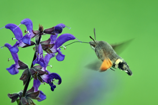 Slovenský kolibrík