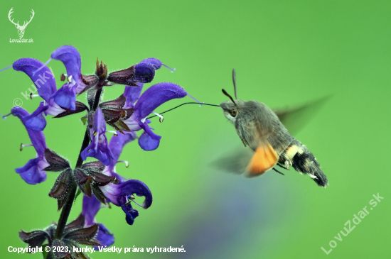 Slovenský kolibrík