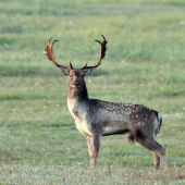 Lopatár
