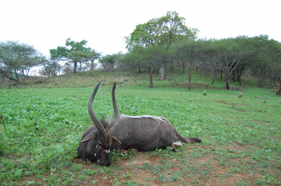 Nyala