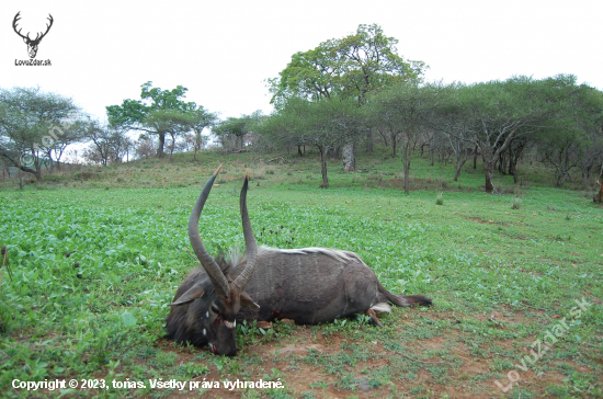 Nyala