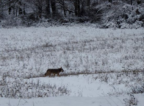 Dnes mi srdiečko riadne búšilo. (dokumentačná)