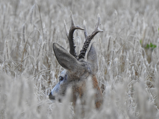 Dnešné šťastie...