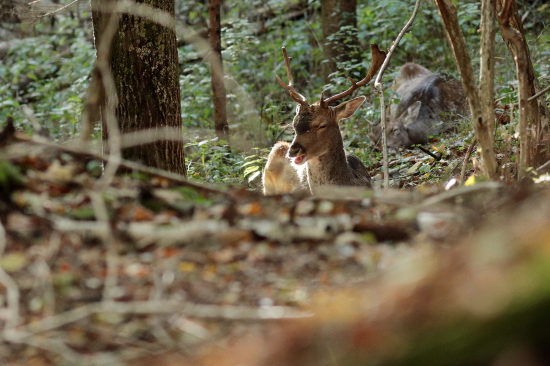 Ruja ich veľmi nezaujímala