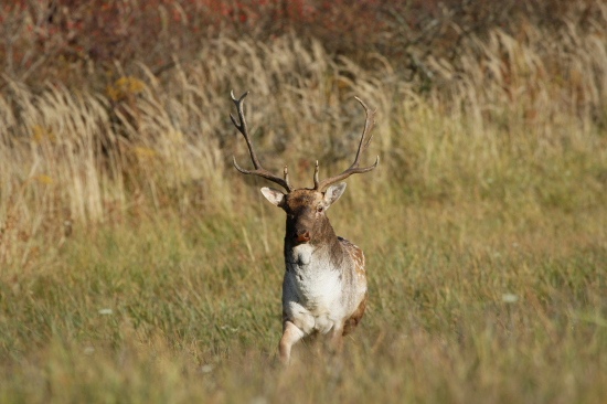 ..priamo pred objektív