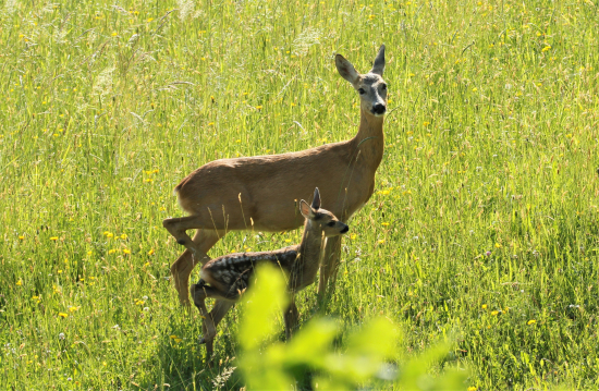 spoločný rytmus...