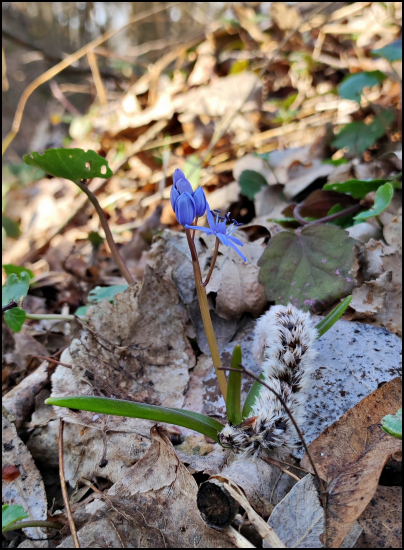 scila dvojlistá   (Scilla bifolia agg. L.)
