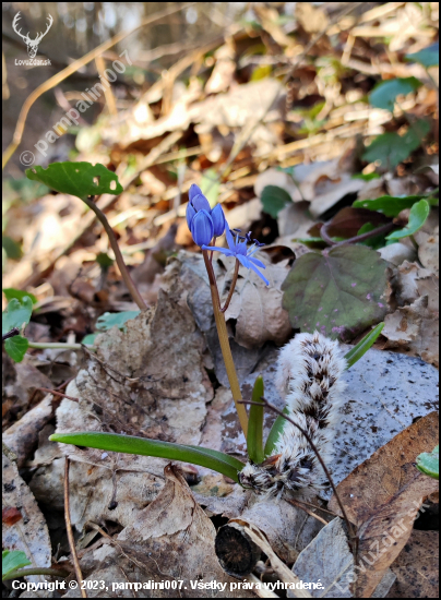 scila dvojlistá   (Scilla bifolia agg. L.)