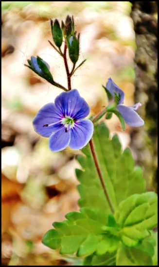 Veronika obyčajná ...