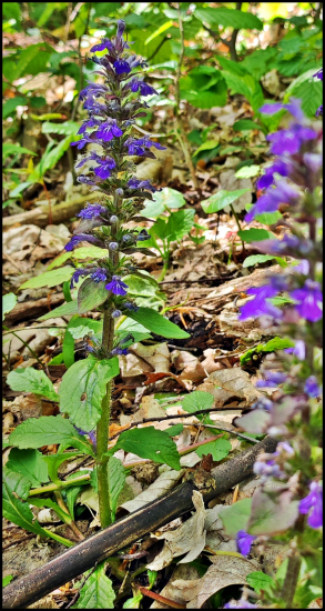 Zbehovec plazivý ...