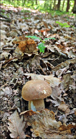 prvý tohoročný ...