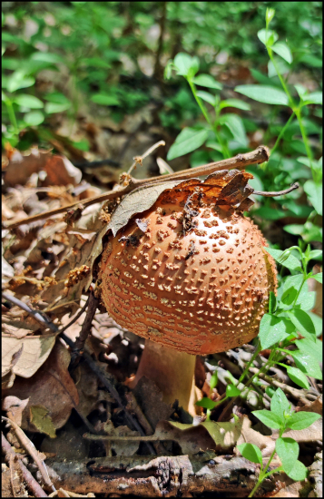 Muchotrávka červenkastá ...