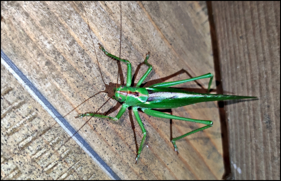 návšteva na posede ...