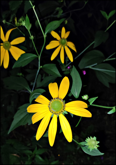 Rudbekia strapatá ...