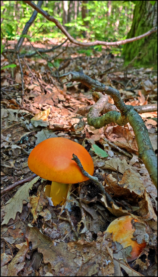 muchotrávka cisárska ...