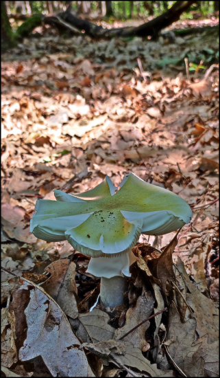 Muchotrávka zelená ...