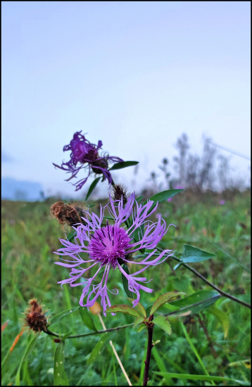 Nevädza lúčna,...