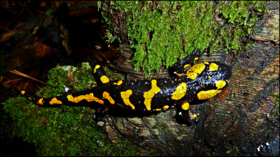 Salamandra ...