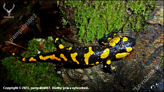 Salamandra ...