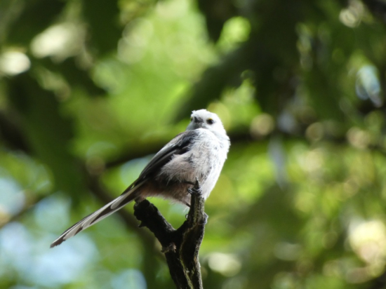 Mlynárka dlhochvosta