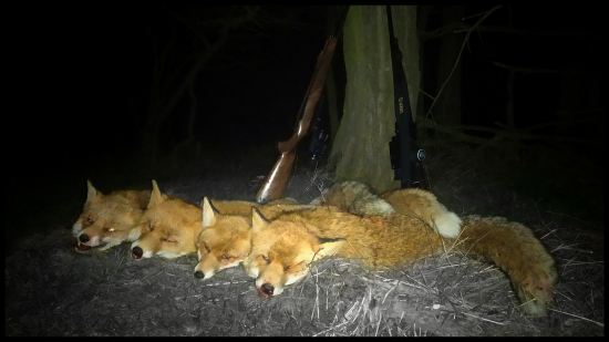 Líška kam sa len pozrieš...