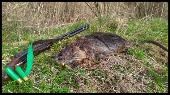 Nutria