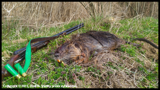 Nutria