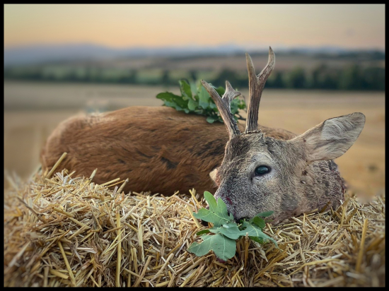 Tretí srnec sezóny