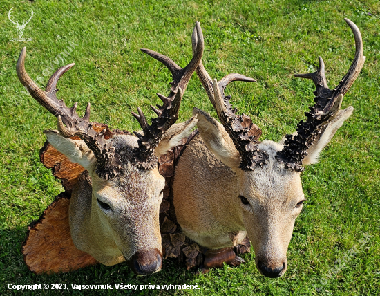 Capreolus pygarsus