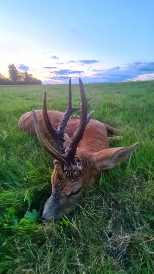 Velký a ještě raritka