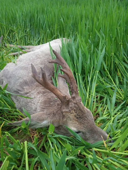 Osmorák z Maďarska