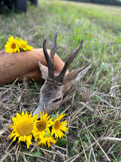 Ruja 2023 v Maďarsku