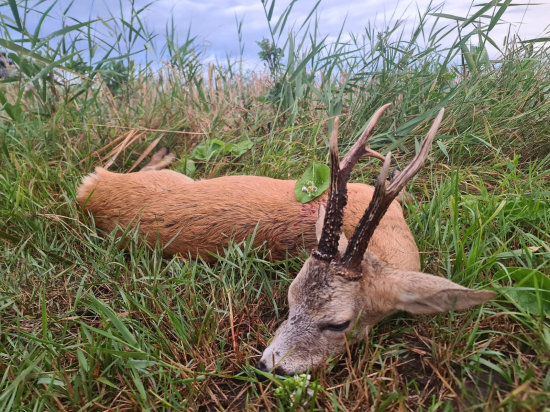 Zrelý srnec z Rumunska
