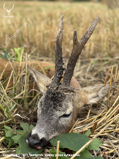 Ruja v Maďarsku