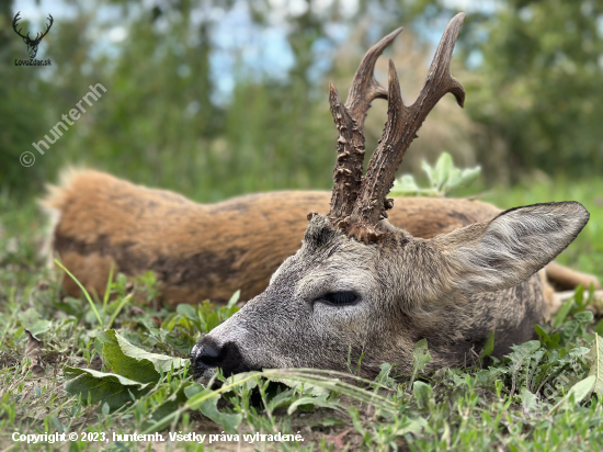 Ruja v Maďarsku