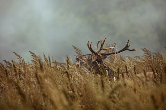 Keď sa vytratí hmla...