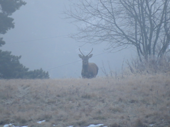 Vynoril sa z hmly...