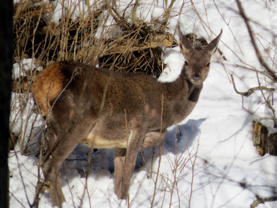 Na zasneženom rúbanisku...
